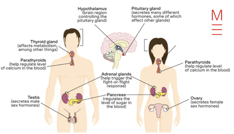matrix education endocrine system diagram for Y9 biology